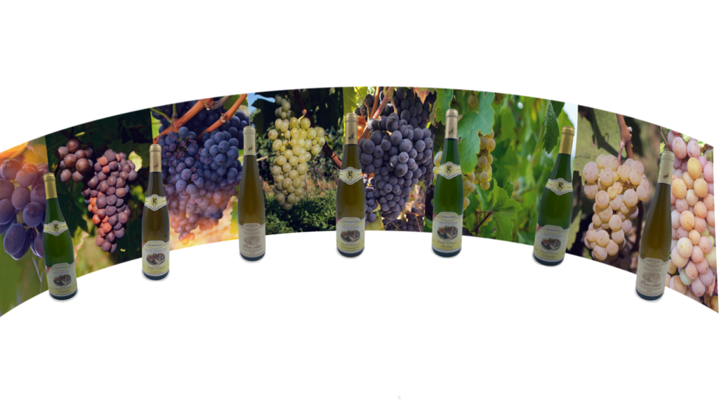 vins d'alsace